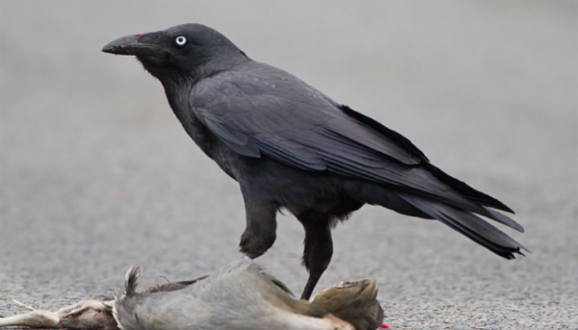 Ravens