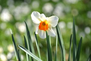 Daffodil, Kew Gardens