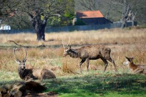 Deer, Richmond