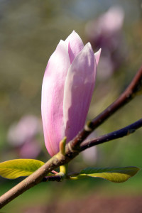 Spring Bud, Richmond