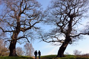 Trees, Richmond