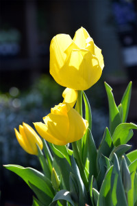 Tulip! Kew Gardens