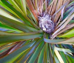 BirdNest.Yucca