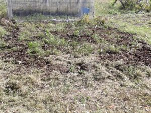 Manure on my garden, ready to be worked in. Photo by D L Kovacs