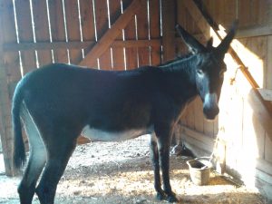 This is my donkey, SaraBeth, who is neither little nor gray like the one in the story...but you get the picture! Photo by DLK