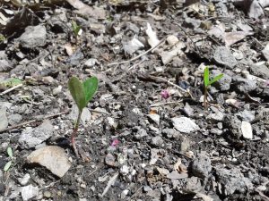 Seedlings -- photo by Debbonnaire Kovacs