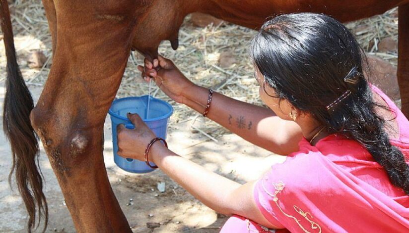 Adventist-La-Sierra-University-cow-April7