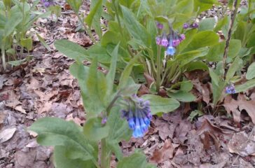 Day 218 Bluebells