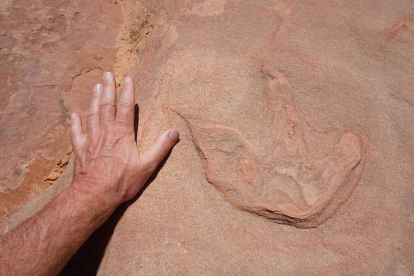 Figure 10. Dinosaur print in a trackbed (Moccasin Mountain Tracksite, UT).