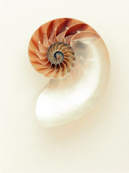 chen-nautilus