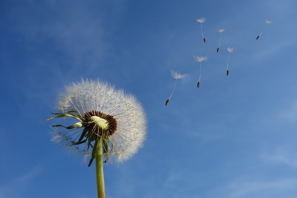 Dandelion.  Photo by Michael Schwarzenberger.  From Pixabay.  Free use.