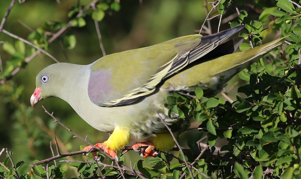 african-green-pigeons-wikimedia-commons