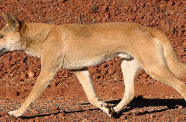 Dingo_walking