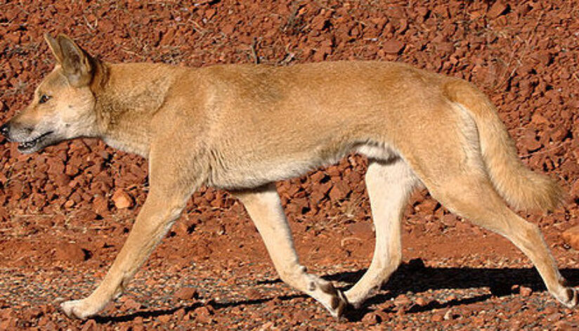 Dingo_walking