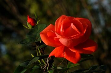 Chen, rose1