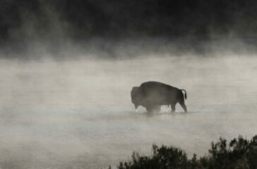 1-bison,-pixabay