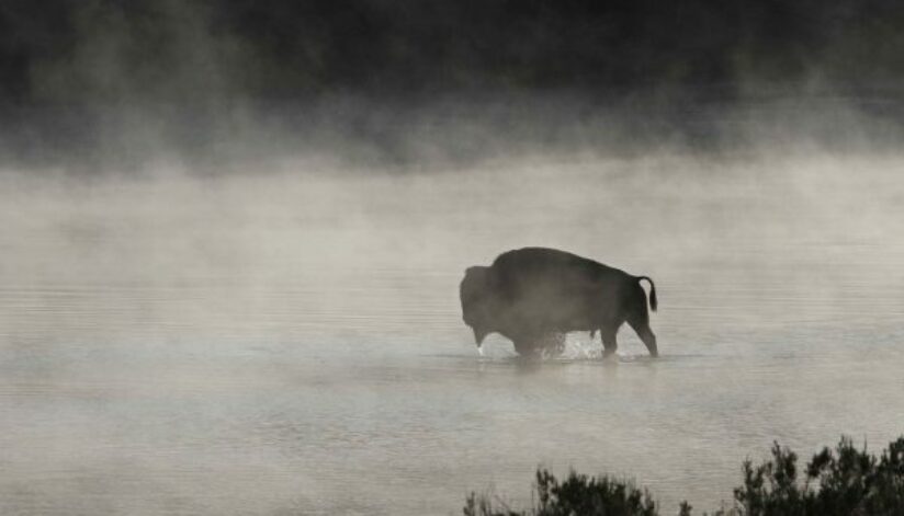 1-bison,-pixabay