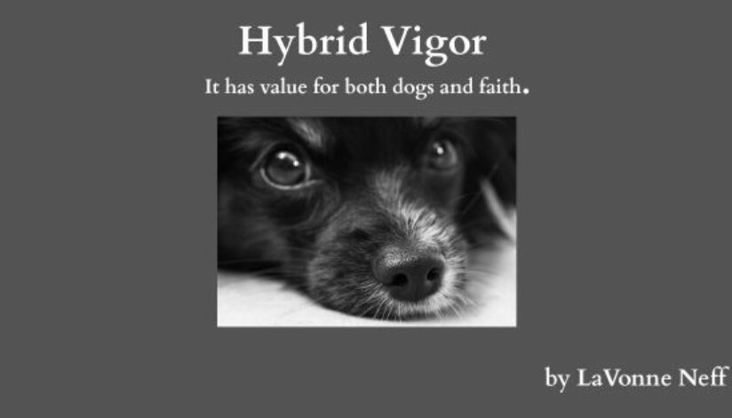 hybrid-vigor
