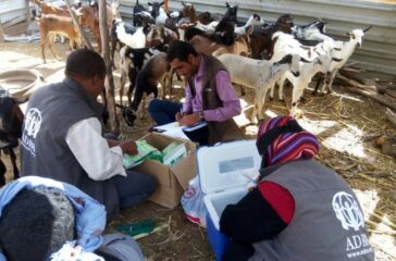 7 During the vaccination of goats in Khanfir, Abyan