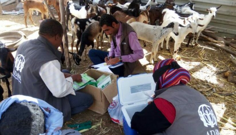7 During the vaccination of goats in Khanfir, Abyan