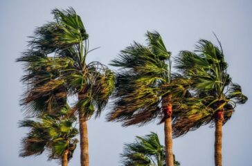 tree-3209667_1280