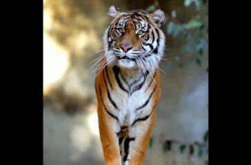 tiger