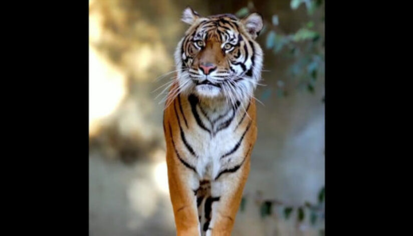 tiger