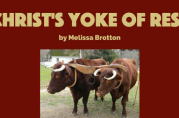 yoke