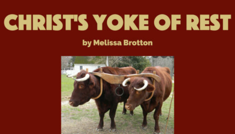 yoke
