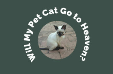 Ferguson-pet-cat