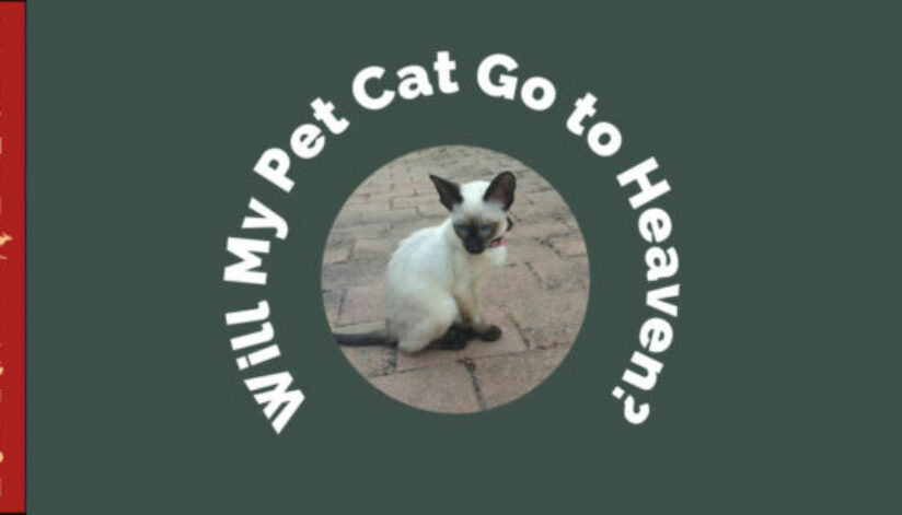 Ferguson-pet-cat