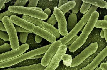 koli-bacteria-g8761c7dd4_640