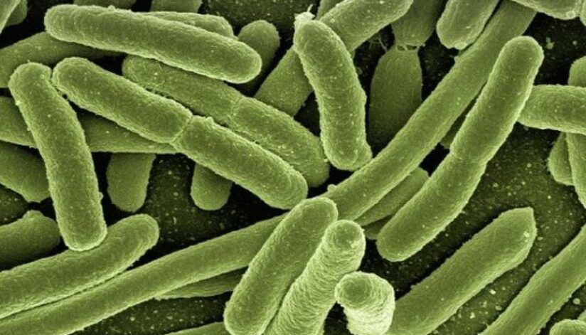 koli-bacteria-g8761c7dd4_640