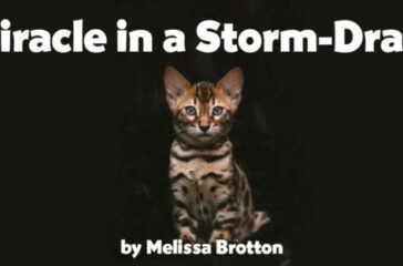 storm-drain