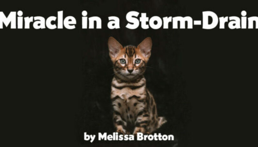 storm-drain