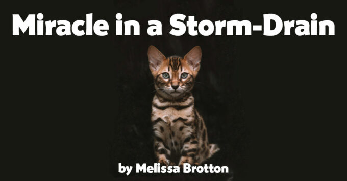 storm-drain