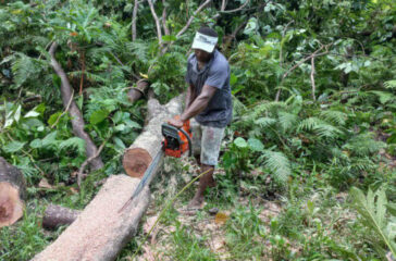 logs
