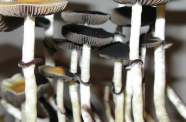psilocybinmushrooms.jpg