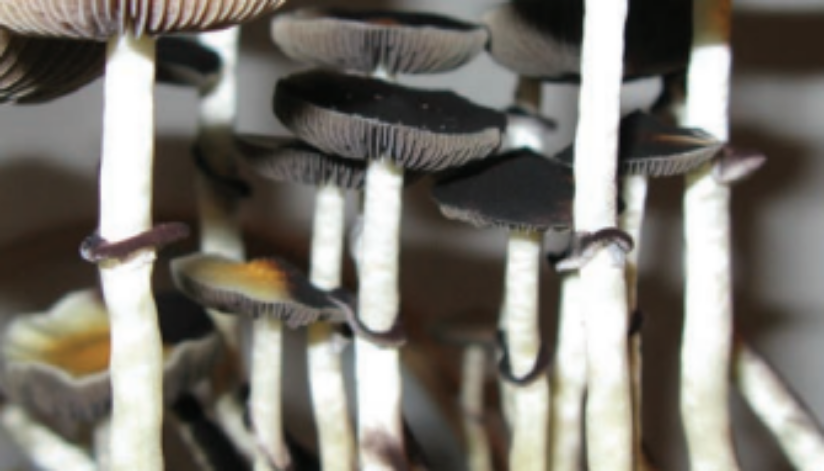 psilocybinmushrooms.jpg