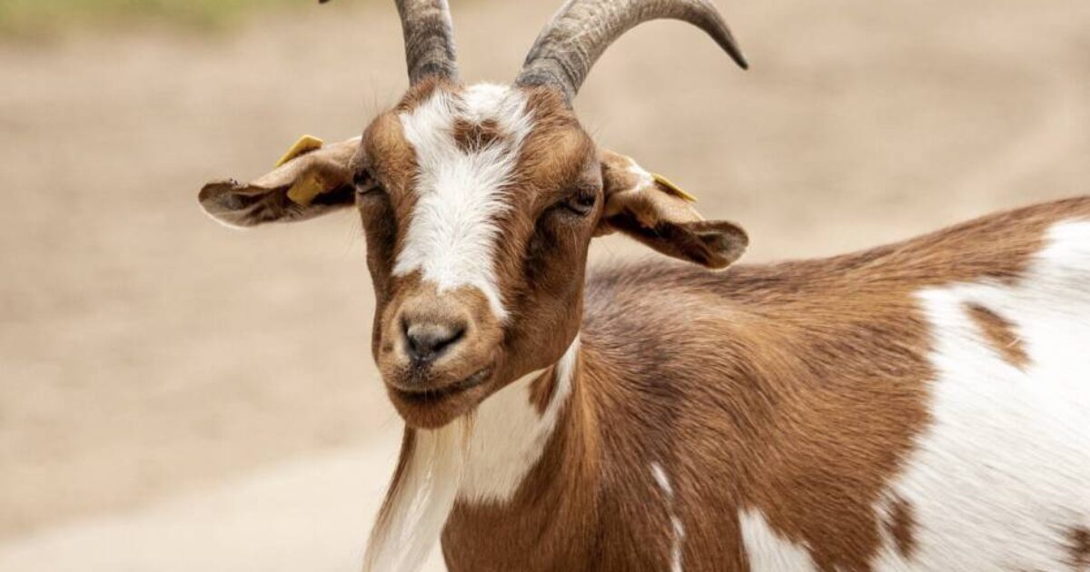 goat