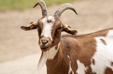 goat