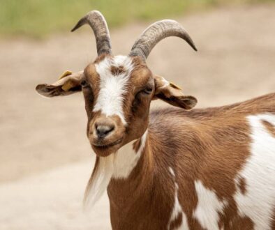 goat